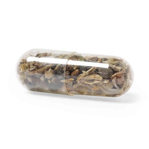 Seed capsule - Image 3